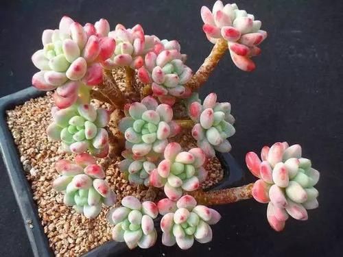  [死循环]养多肉就是一个，不停的买买买，陷入了死循环，你有这个感觉吗