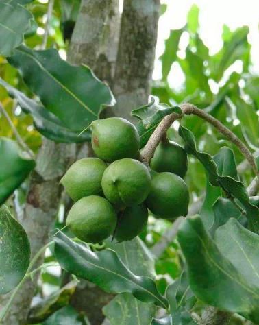  「种植」鲜果7块一斤，烤熟后50块一斤，种一亩赚一万元，果农：