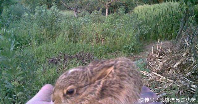 农村小哥不外出打工，在山里养它，一个春节稳赚十多万