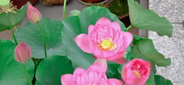 『水里』一个“碗”种一盆花,这花适合家养,15粒种子扔水里,开好多花