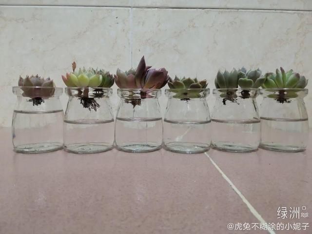  [萝卜]水里加点碳，根系壮得撑破盆，长出满盆萝卜根