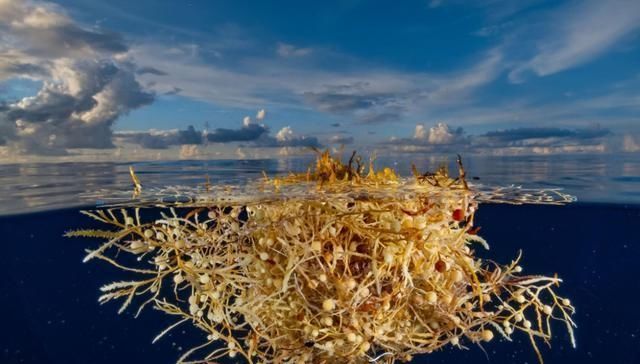 世界最神秘的海，海水透明度高达72米，船只一旦踏入便有去无回