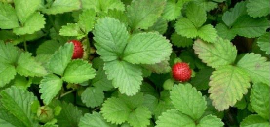 农村一种野果子，却很不受人待见，土豪：不要！给我！