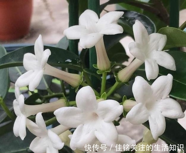  植物|想在家赏花、盆栽植物？种上1款茉莉花，阳台嗖嗖变成花海