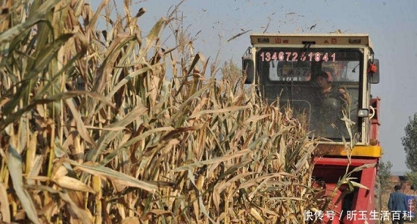  「秸秆」中秋后，村干部迎重点任务，2件事管不好要受罚，甚至取