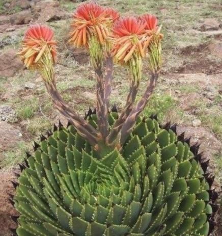 「时间」这种多肉植物,养得越久越贵,形状像“螺旋”,温差大容易上色