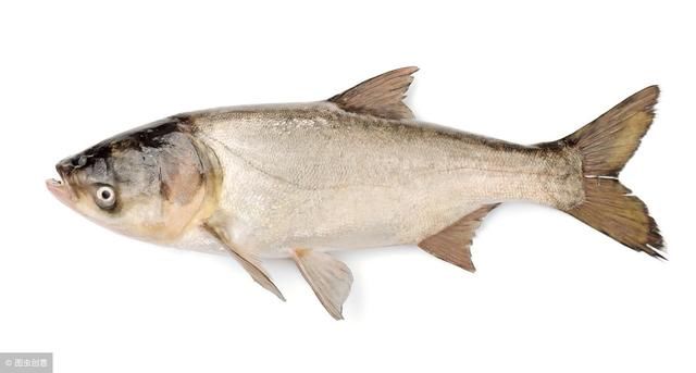 对于我们熟悉的四大家鱼，你认为是哪一种长的最快呢？