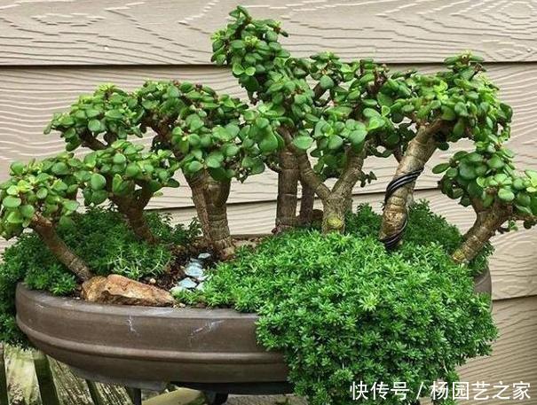 『将齿』如何将齿苋树变成老桩?学会4个养护重点,难度系数可为零