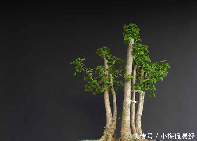 盆景艺术令人着迷，园艺中的珍品盆景的造型令人惊叹不已