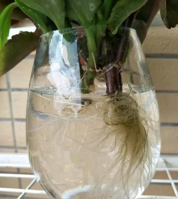  花钱买■“4种花”不用花钱买,折根枝条放水中,半个月生根,好养活的很