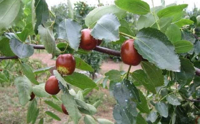 「银杏树」门前太空旷?种这“5种树”,枝繁叶茂有生气,年年开花又结果