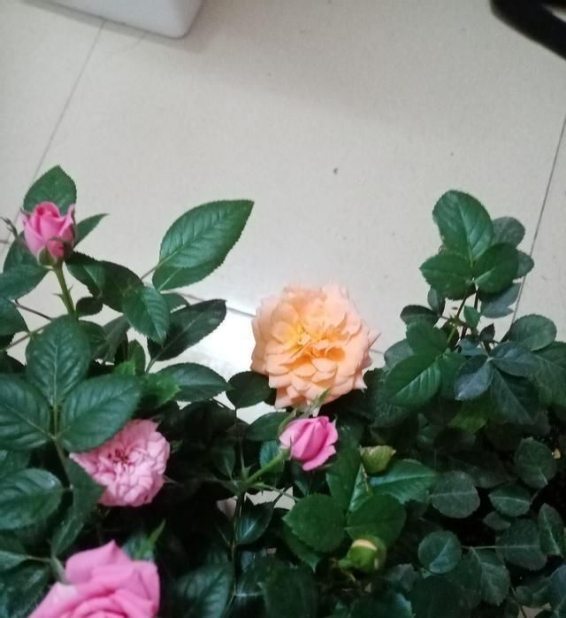  玫瑰：这花叫开花皇后，人家养的花朵硕大，自己养的开花越来越少怎么办