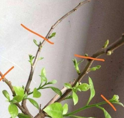  充足的地方：给这“5种”花“剪个发”，越剪越旺，比施肥还“有效”