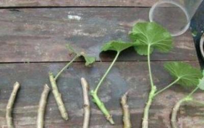  「季节」天竺葵什么季节扦插