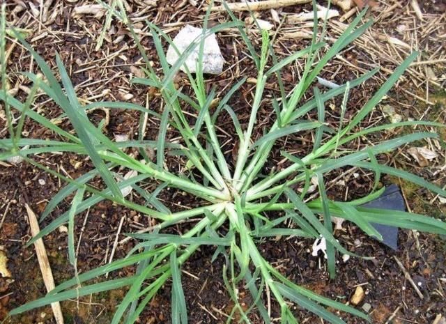 「河岸」河岸上有1种“牛筋草”，看到别踩踏，和车前草一样，价值高