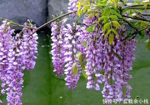 扦插|两种“盆景”易繁殖,一节枝插土里养一盆,姿态优美能开花