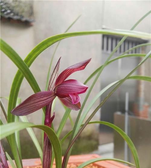  「醉红素兰花」它是春兰红素中的极品，红得透亮，诱惑迷人，美得让人沉醉