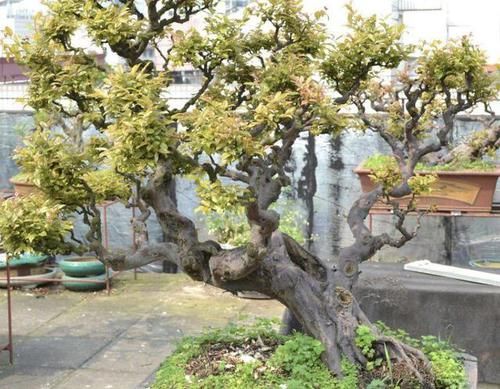  植物■陈大妈养了“盆景树”，放室外“8年”，1盆价值上万，价值高！