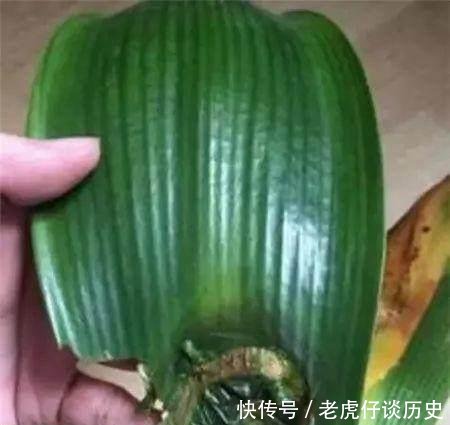『系上的土壤』花店老板都嫌弃的花,白白送我,2个月后倒手卖100块