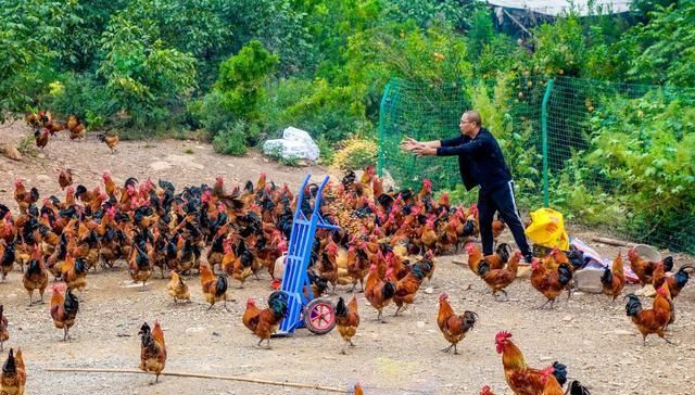  #承包#男子承包百亩荒山，放养土猪、土鸡年入100万，笑称赚钱靠