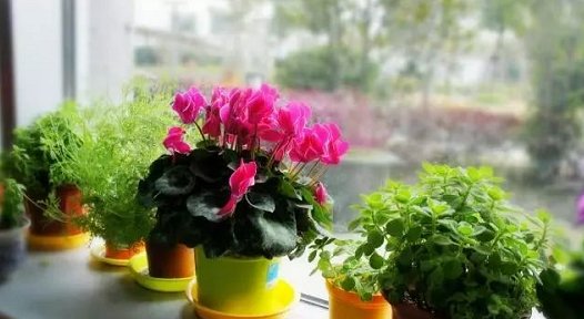 #大岩桐#这5种花,别喷水到叶子上,不然立马死掉