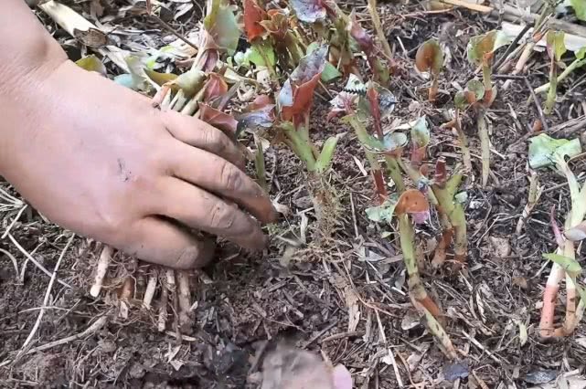 农村农田里的折耳根又密又壮，在集市卖5元一斤，姑娘越割越上瘾