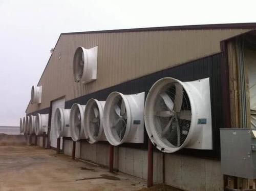  「开放式」生猪养殖过程中是通风重要还是光照重要？为什么？