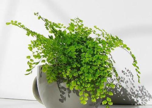  『水培绿萝』这3种植物，非常喜欢水，浇点水就疯长，爆盆没问题