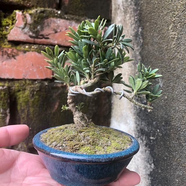  旺盛|夏季养罗汉松盆景技巧，做到3点，罗汉松叶片旺盛绿油油