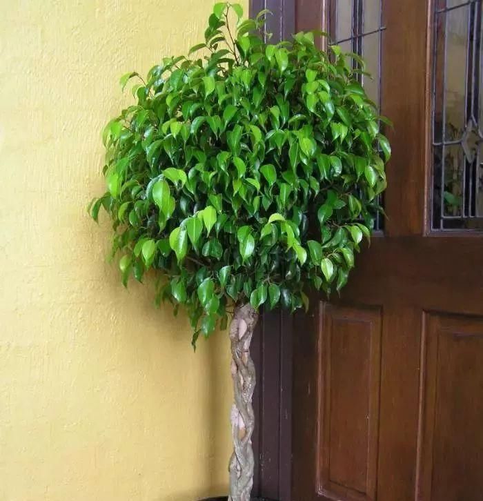  家里|家里养这几种植物就可以室内更自然凉爽