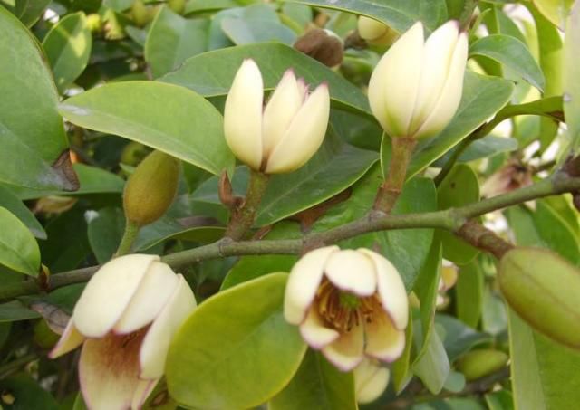  『香味』家中养棵“香水花”，花开似笑非笑，犹抱琵琶半遮面，惹人怜爱