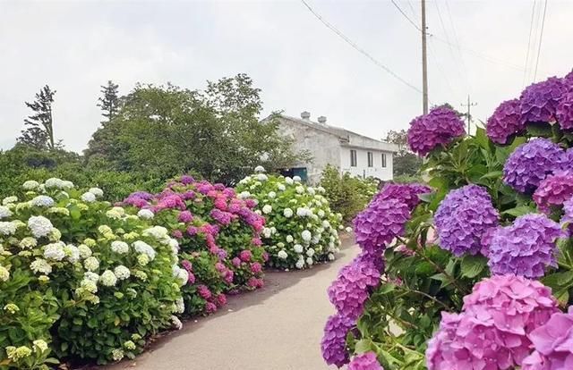  『花期』有院子,一定要养这“7种花”,花量大,花期长,好养又漂亮