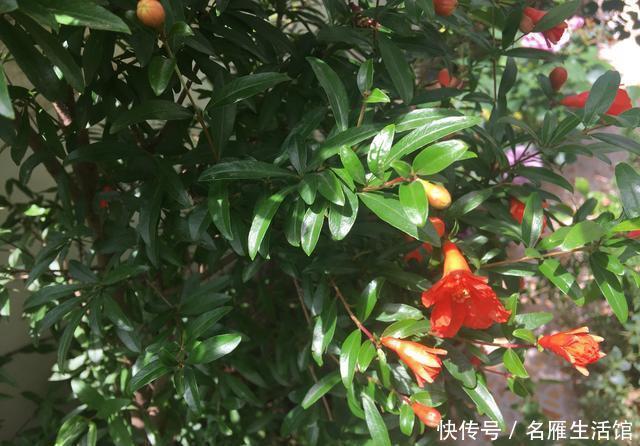 「盆栽」石榴盆栽的盛花期到了,做到这几点,叶绿花艳、越开越多能结果