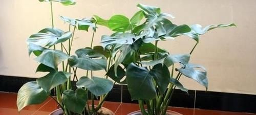 『翠绿的叶片』这6种绿色植物,家里养上几盆,增添绿意,清新又养眼!