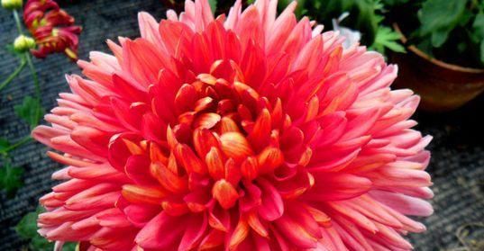 『控制』喜欢菊花，不如养盆“珍稀名菊”灯光荷，似红光荷花，美娇娘！