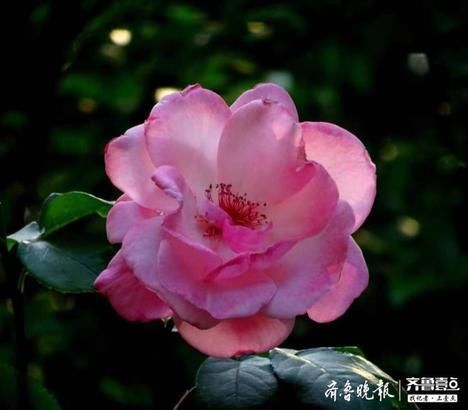  『月季』多姿多彩的花中皇后——月季