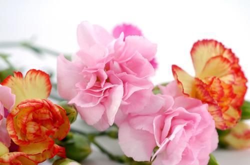  「便宜」3种花便宜又好养，比牡丹美，比吊兰好养，一年四季开花不断
