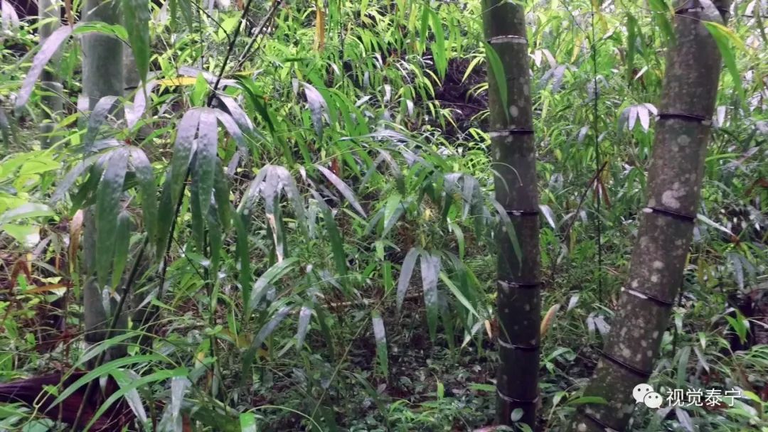 视觉志·泰宁丨央视名嘴性侵,媒体圈底裤有多脏,疫(yi)苗让人牙痒