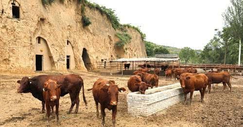 养黄牛成本不高，为啥养的人却很少呢？专家不懂农民的苦衷！