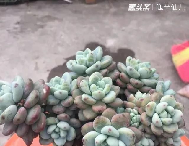  #上名#傻傻分不清的多肉，就看它这儿，一眼就能叫上名！