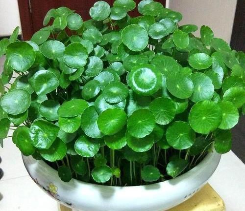 铜钱:铜钱草开花,众人讨厌,“咔嚓”一刀,叶片肥肥大大,滚滚财源来