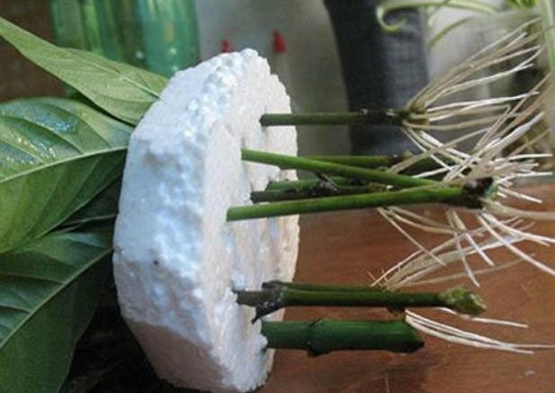 【栀子花】养殖栀子花该如何繁殖?水培扦插3步走,可保早日生根发芽