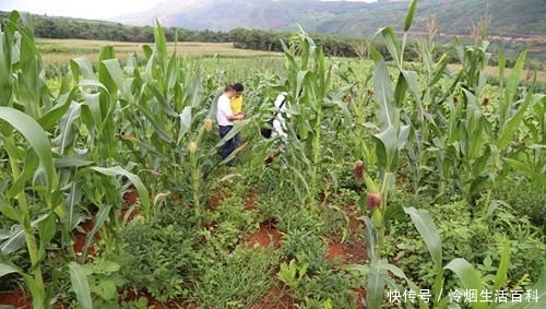 玉米地里可以套种哪些蔬菜，简单而且好管理的，老农说种芸豆角