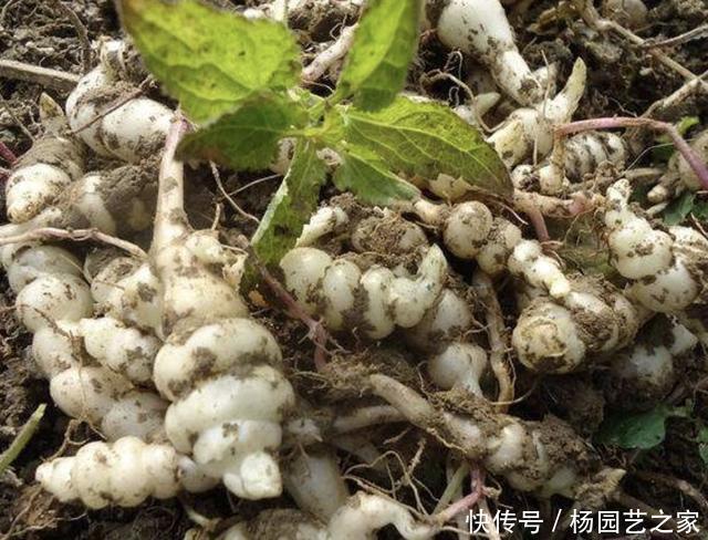  『地环』田野里的“1种杂草”，被称为“地环”，根茎像虫子，1斤价值30元