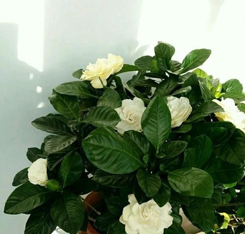  【栀子花】栀子花叶片总是无光泽，还不发新芽，脱盆以后见真章，祸端在此