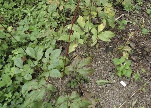 [竹节参]它的根茎像“人参”，开出暗紫色的花朵，人称“竹节参”，珍贵