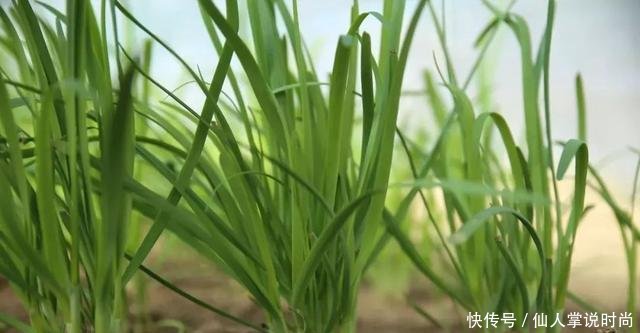  试试■都说种韭菜可以多次采摘，我准备好泡沫箱，试试种在阳台上