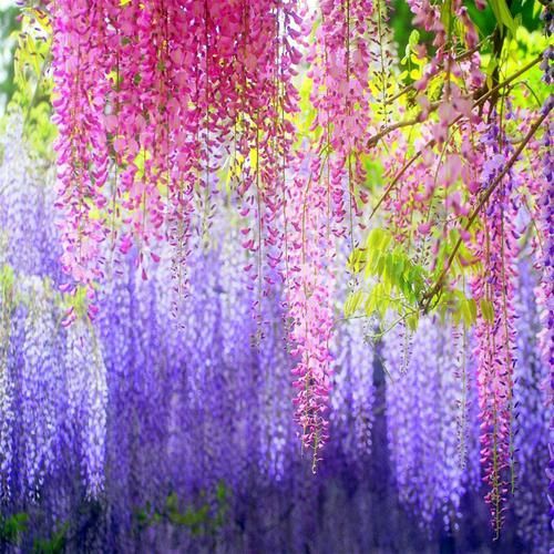  『蔷薇花苗』庭院里种上这七种爬藤植物，越晒花越多，满墙开花又多又漂亮