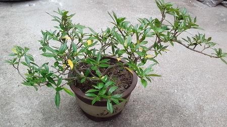  『香味』比香水还好闻的5种花，阳台养1盆，满屋散发芳香，出门不用喷香水