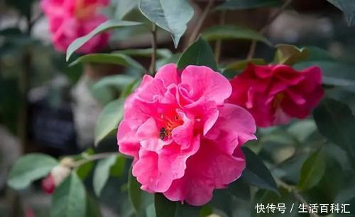 漂亮|3种漂亮花养家里,沾土就活,开花轻松爆满盆,一养就上瘾!